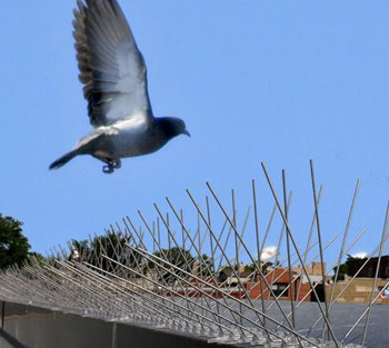 Bird Spikes